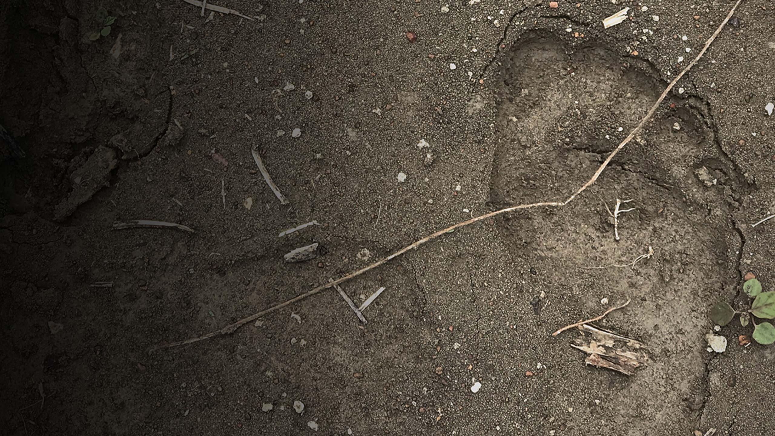 A story of violence, told in 16 objects